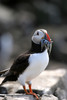 Thumbnail Puffin (Fratercula arctica)