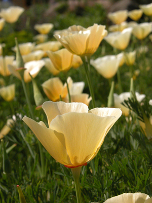 Product picture Californian Poppy (Eschscholzia Californica)